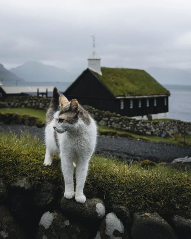 • Kościół w Funningur •Jedno z najbardziej fotogenicznych miejsc na Wyspach Owczych. A ja dostałam jeszcze gratis takiego modela 😉Wieś Funningur jest pięknie położona u stóp najwyższej góry archipelagu Wysp Owczych - Slættaratindi (856 m n.p.m).Funnings Kirkja to jeden z 10 tego typu kościołów, które pozostały na Wyspach - tradycyjnych, drewnianych. Ten jest z nich najnowszy, z 1847 roku. Podobno w tym miejscu stały wcześniej jeszcze 4 inne.🗺 Funningur, Wyspy Owcze_______#wyspyowcze #visitfaroeislands #roamthefaroeislands #faroeislands #funningskirkja #artystycznapodroz #funningur #wrp_ontour #weroampoland #faroeislandscollective #podróżemałeiduże #canonpolska #canonphotography #beautifuldestinations #moodygrams #exploretocreate #ourmoodydays #artystycznapodroz #kobietydoobiektywówPodróże, Fotografia, Krajobraz