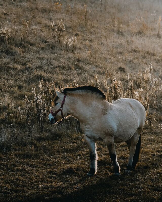 • Spotkania o poranku •Na taką piękność się natknęłam włócząc się rano po kaszubskich drogach 🤍🗺 Kaszubski Park Krajobrazowy📸 Canon EOS R6_______________#kaszuby #igerskaszuby #kaszubskiparkkrajobrazowy #weroampoland #polandsights #polandexplorers #konie #horsesofinstagram #raw_allnature #raw_moody #modernoutdoors #krajobrazy #canonphotography #canonpolska #projektfotografia #polandwanders #klimatycznie #artystycznapodroz#moodyofpoland #slowtraveller #wschódsłońca