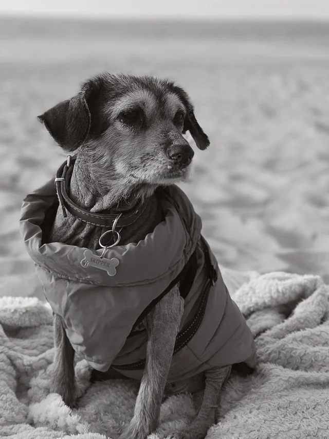 Skipper (2012-2026) 🖤🖤🖤